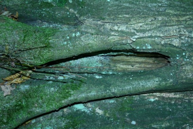 Narava - foto