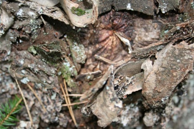 Narava - foto