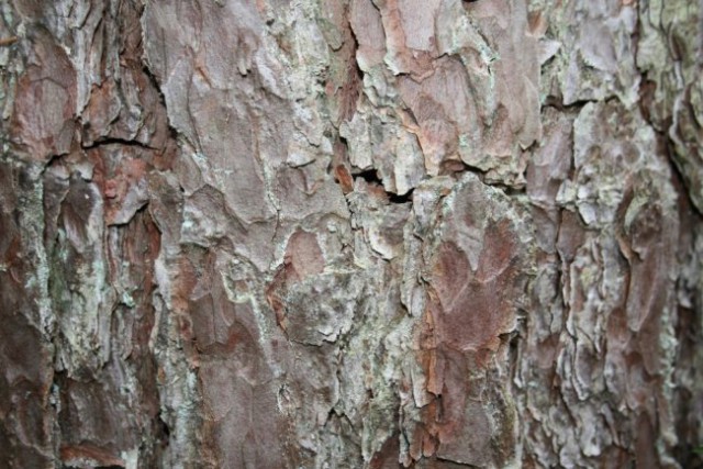 Narava - foto