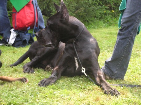 Vzrejni pregleg SKVPM - foto povečava