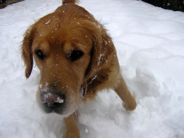 Januar 2006 - foto povečava