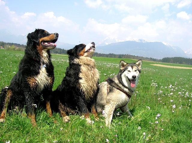 Rondo, Rina, Atos, Aska, Gaja in Gal - spreho - foto povečava