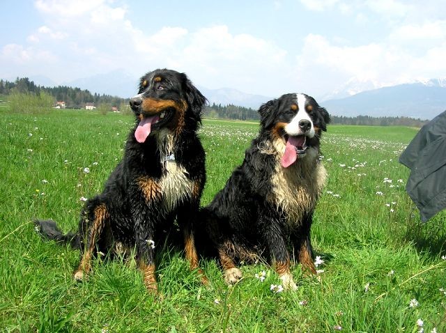 Rondo, Rina, Atos, Aska, Gaja in Gal - spreho - foto povečava