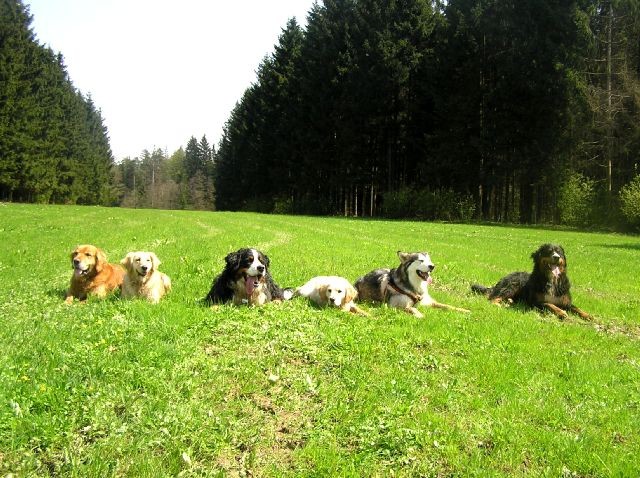 Rondo, Rina, Atos, Aska, Gaja in Gal - spreho - foto povečava