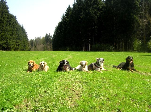 Rondo, Rina, Atos, Aska, Gaja in Gal - spreho - foto