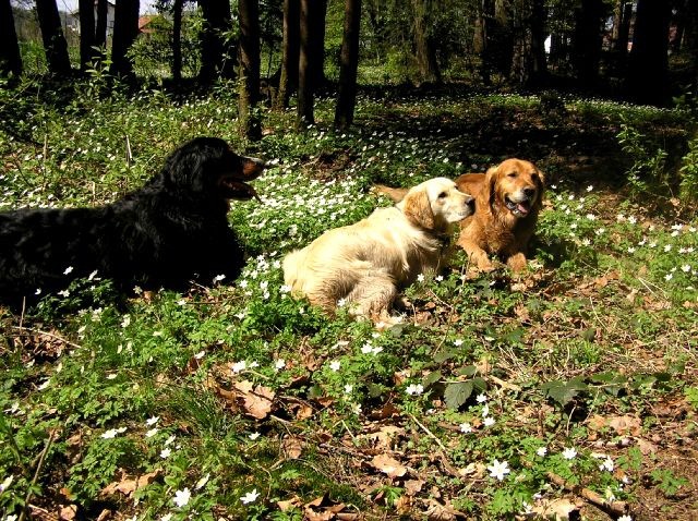 Rondo, Rina, Atos, Aska, Gaja in Gal - spreho - foto