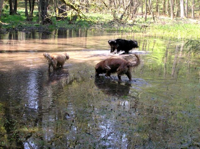 Rondo, Rina, Atos, Aska, Gaja in Gal - spreho - foto povečava