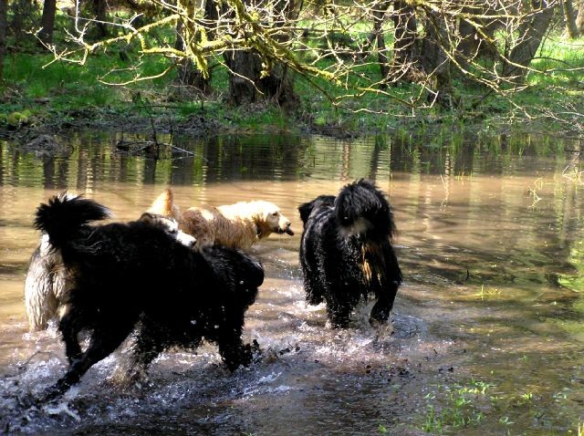 Rondo, Rina, Atos, Aska, Gaja in Gal - spreho - foto povečava