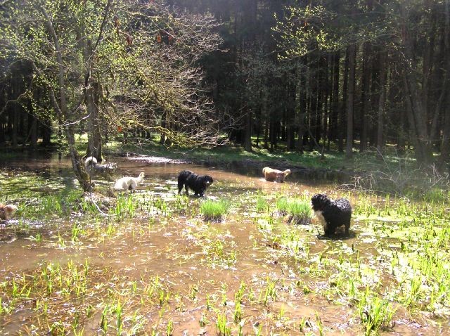 Rondo, Rina, Atos, Aska, Gaja in Gal - spreho - foto povečava