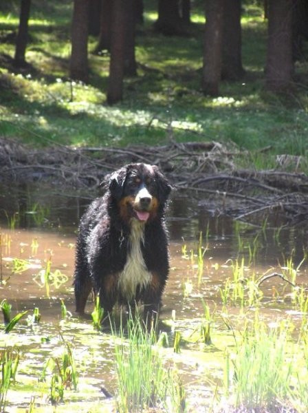 Rondo, Rina, Atos, Aska, Gaja in Gal - spreho - foto povečava