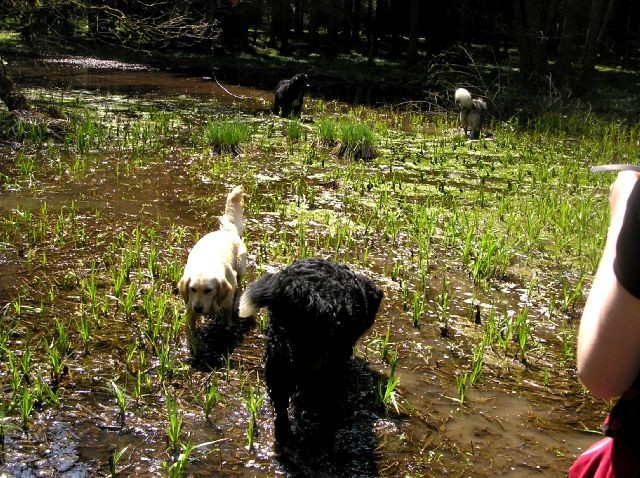 Rondo, Rina, Atos, Aska, Gaja in Gal - spreho - foto povečava