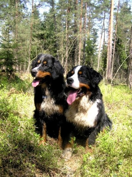 Rondo, Rina, Atos, Aska, Gaja in Gal - spreho - foto povečava