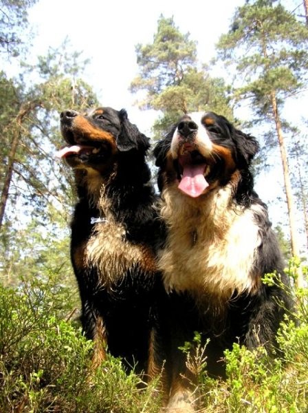 Rondo, Rina, Atos, Aska, Gaja in Gal - spreho - foto povečava