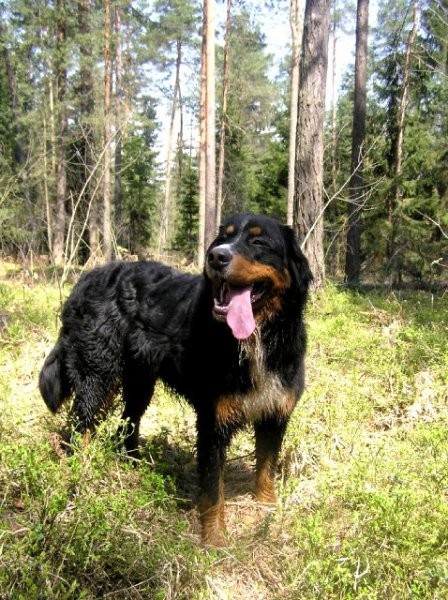 Rondo, Rina, Atos, Aska, Gaja in Gal - spreho - foto povečava