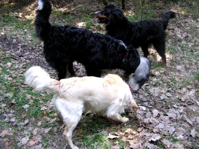 Rondo, Rina, Atos, Aska, Gaja in Gal - spreho - foto povečava