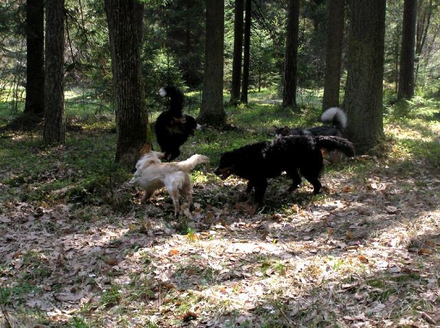 Rondo, Rina, Atos, Aska, Gaja in Gal - spreho - foto povečava