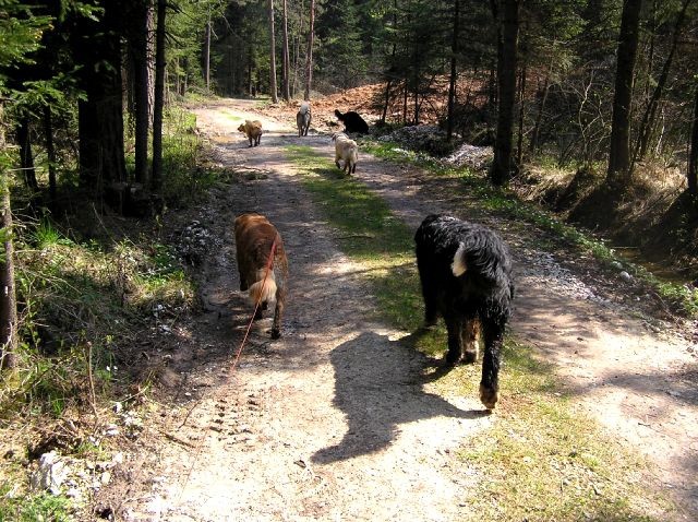 Rondo, Rina, Atos, Aska, Gaja in Gal - spreho - foto povečava