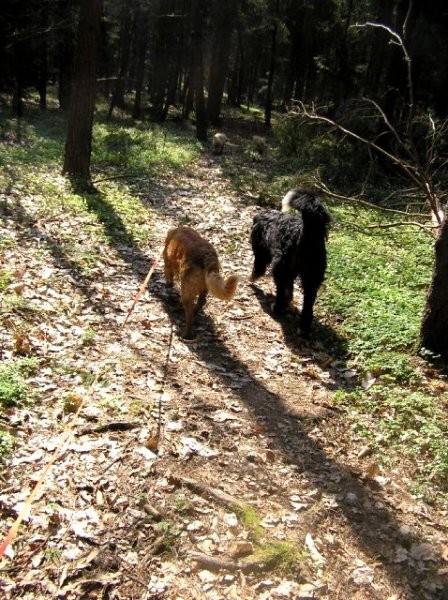 Rondo, Rina, Atos, Aska, Gaja in Gal - spreho - foto povečava