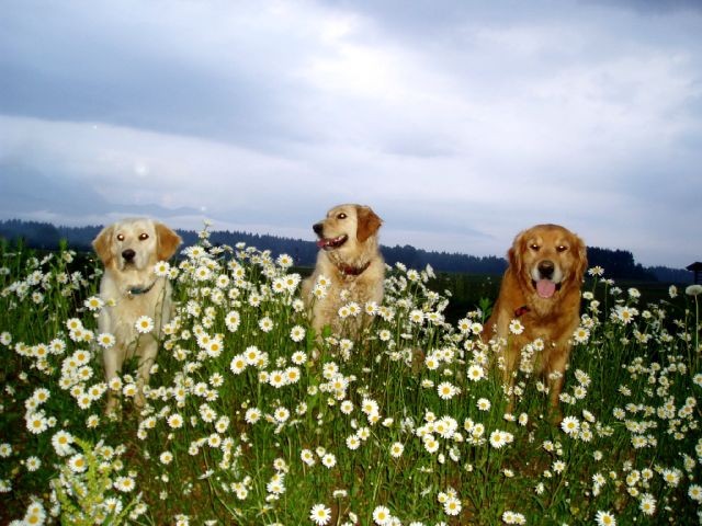 Sprehod-Rondo, Gaja, Gal-20.5.06 - foto