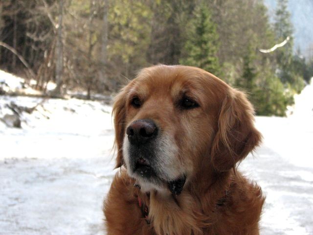 Kranjska gora 07 - foto povečava