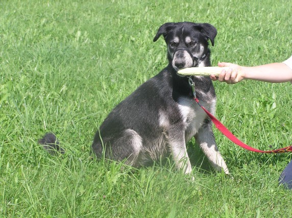 Rondo, šaja-avgust2005 - foto povečava