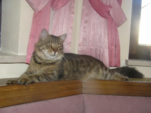 Tiggy-avgust2005 - foto
