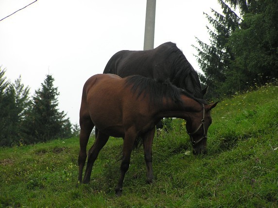 Konj in mula
