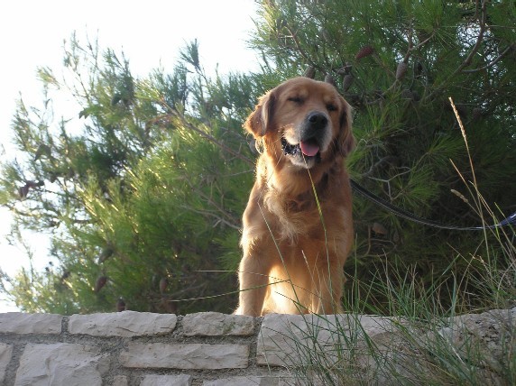 Rondo, Gaja, Gal -MORJE-avgust - foto povečava