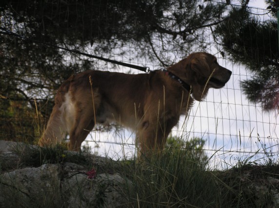 Rondo, Gaja, Gal -MORJE-avgust - foto povečava