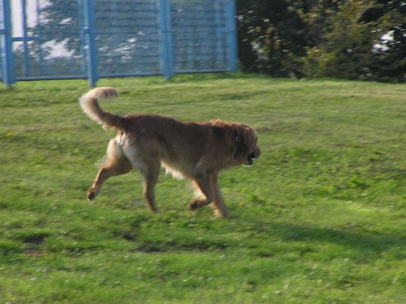 Rondo, Gaja, Gal -MORJE-avgust - foto povečava