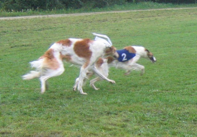 Coursing Lendava 18.09.2005 - foto povečava