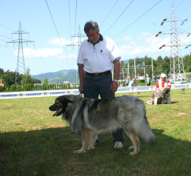  SPECIALNA RAZSTAVA KRAŠKIH OVČARJEV Maribor- - foto povečava