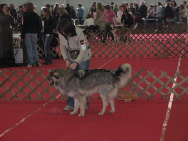 CAC Celje -  26.2.2007 - foto povečava