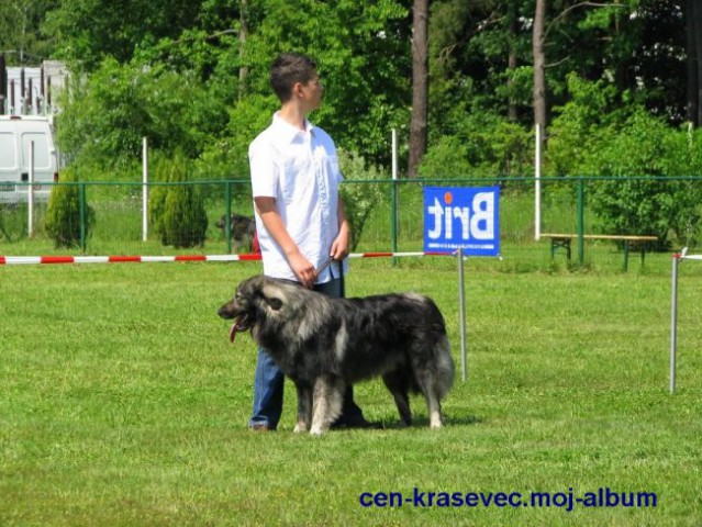 SPECIALNA RAZSTAVA KRAŠKIH OVČARJEV Maribor-  - foto