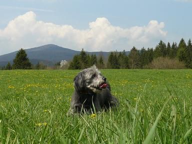 Piki