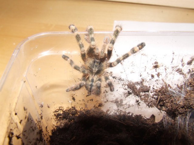 Poecilotheria sp. - foto