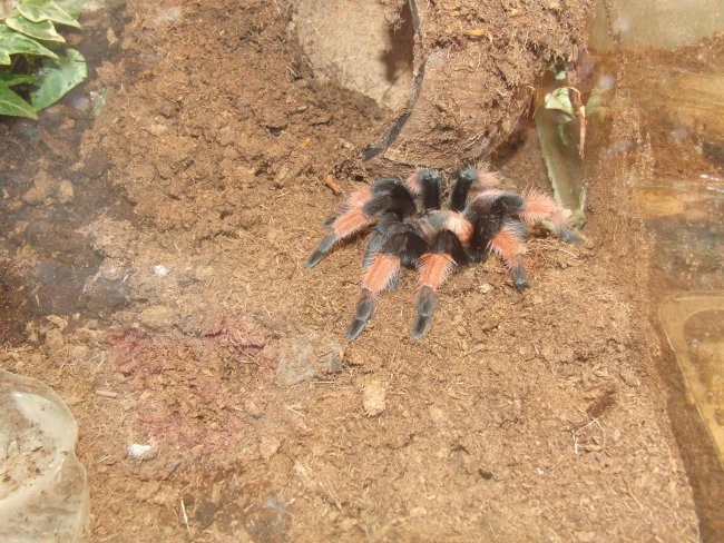 Brachypelma sp. - foto povečava
