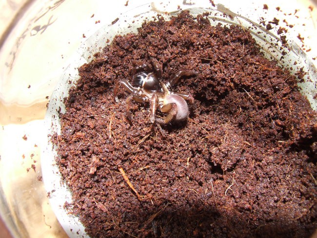 Trap door spiders - foto povečava