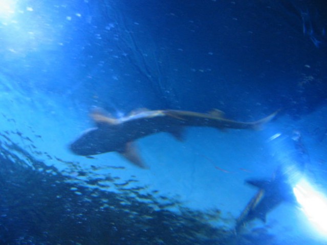 Morski pes (shark)