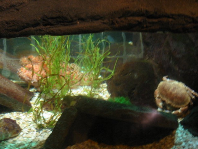 Rakec (desno), riba (bolj levo-za rastlino-oranžne barve)