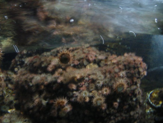 Morski ježžžki