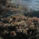 morski ježžžki