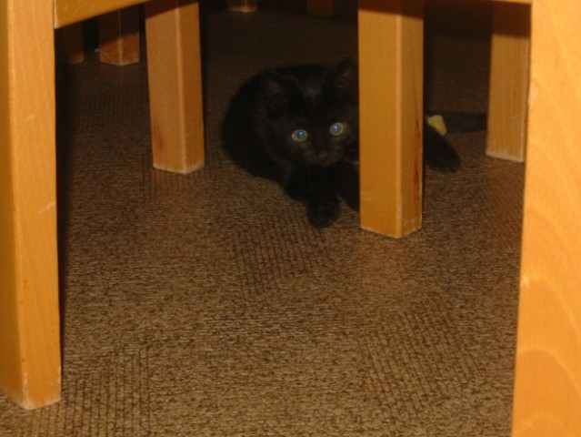 Pod mizo med stoli...