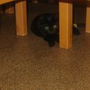 pod mizo med stoli...