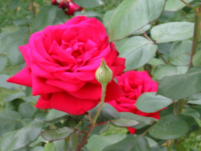 rdeči vrtnici