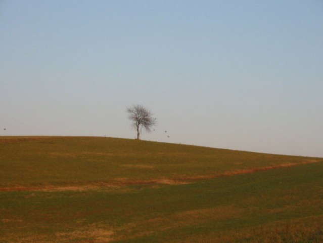 Drevo v daljavi