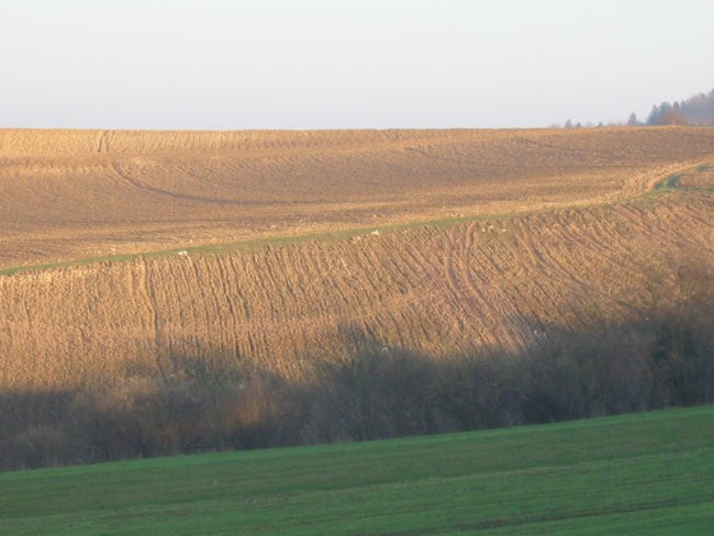 polja, travniki