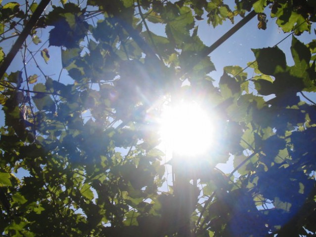 Sonček sije čez listje