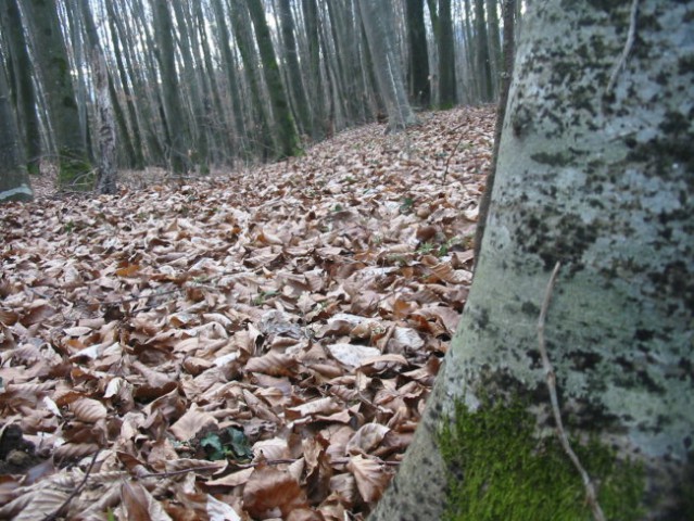V gozdu - foto
