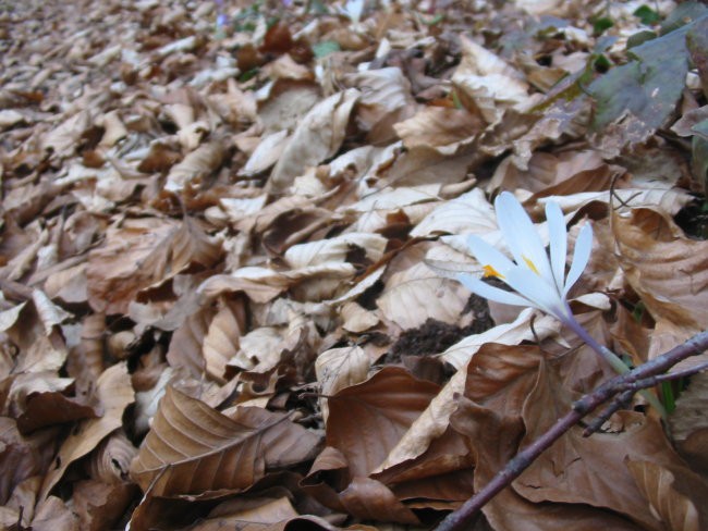 V gozdu - foto povečava